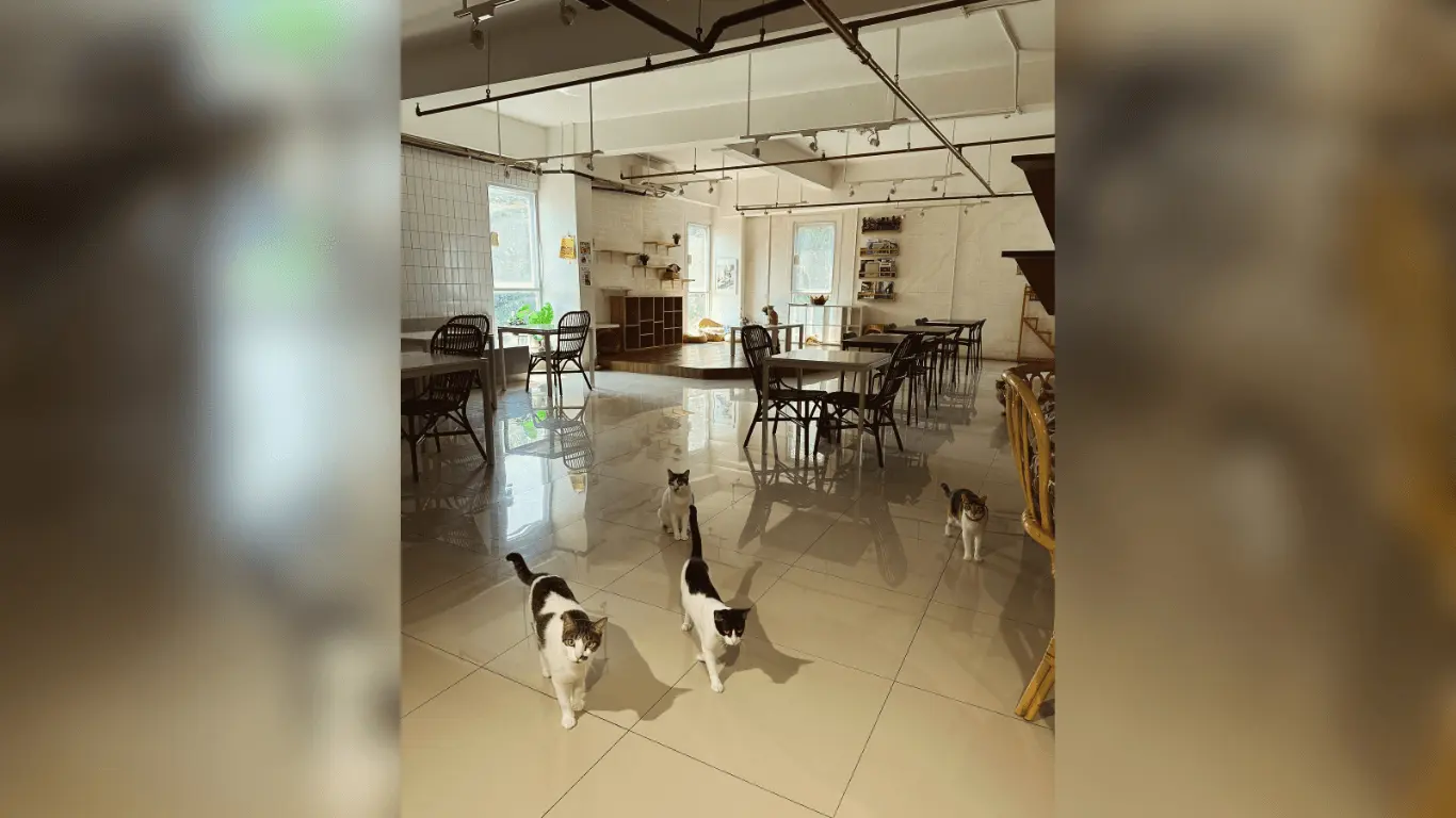 Cafe BSD instagramable, Calicoffice