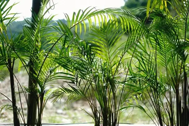 Areca Palm
