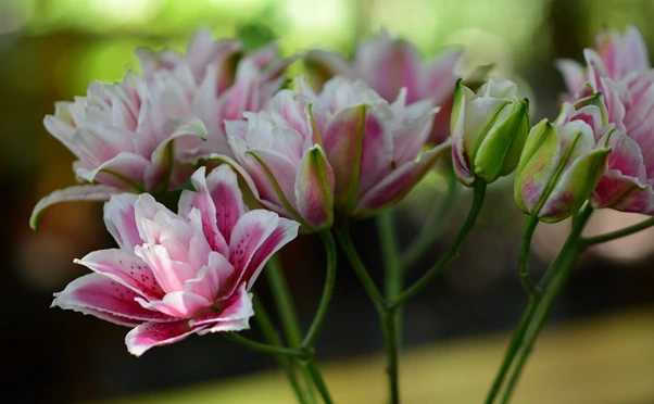 Tanaman yang Cocok di Depan Rumah Menurut Feng Shui yaitu Bunga Lili