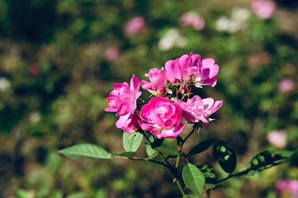 Tanaman yang Cocok di Depan Rumah Menurut Feng Shui yaitu Mawar