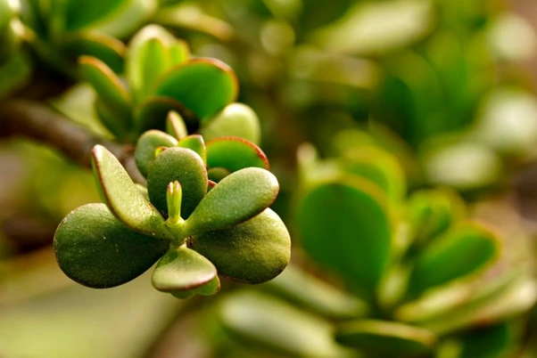 Jade Plant