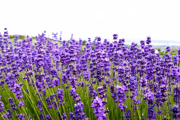 Lavender
