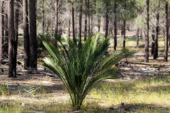 11 Tanaman yang Cocok di Depan Rumah Menurut Feng Shui