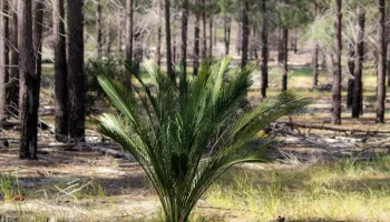 10+ Tanaman yang Cocok di Depan Rumah Menurut Feng Shui