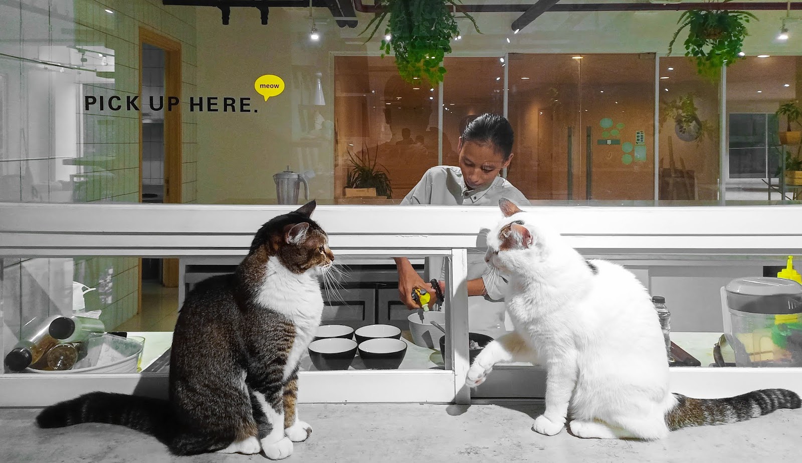 Cat Cafe Serpong